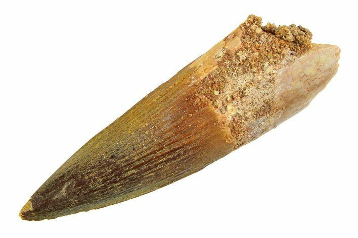 Fossil Spinosaurus Tooth - Real Dinosaur Tooth #354743